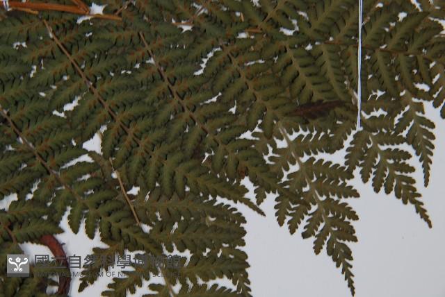 東北角蕨藏品圖，第4張