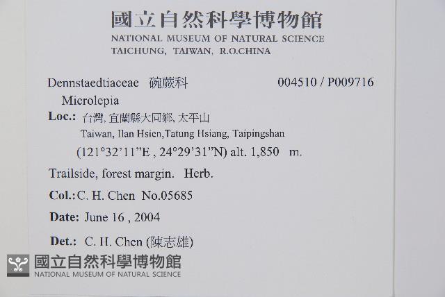 台灣亮毛蕨藏品圖，第4張