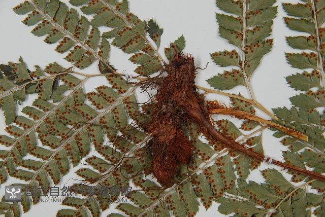 斜方複葉耳蕨藏品圖，第3張