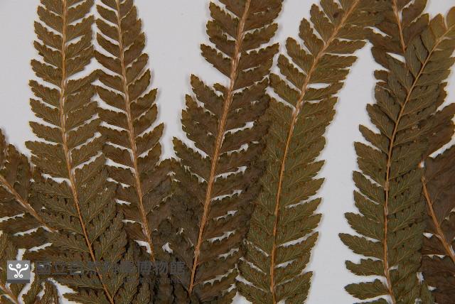 粗毛鱗蓋蕨藏品圖，第4張