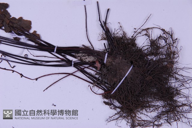生芽鐵角蕨藏品圖，第4張