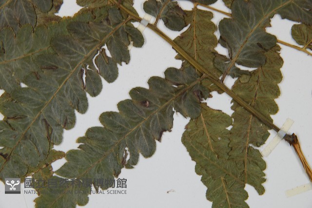 毛柄短腸蕨藏品圖，第4張
