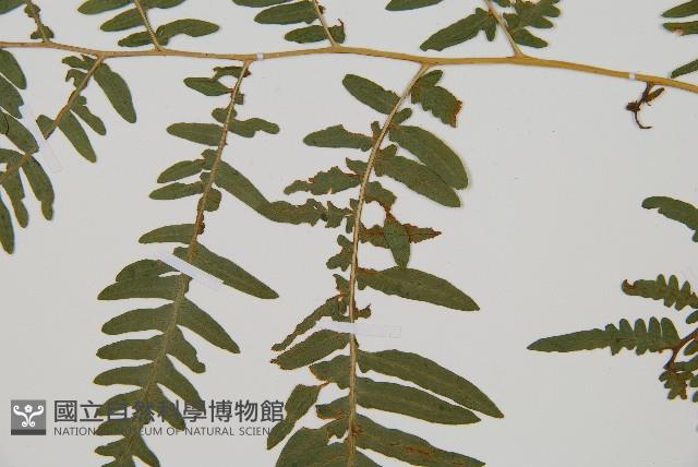 蕨藏品圖，第4張