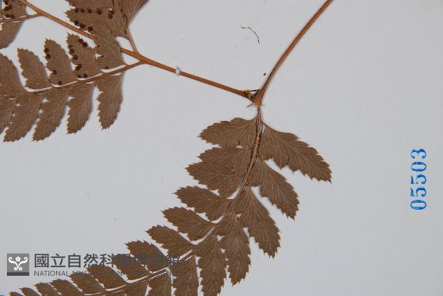 斜方複葉耳蕨藏品圖，第3張