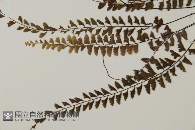 愛氏鐵線蕨藏品圖，第4張