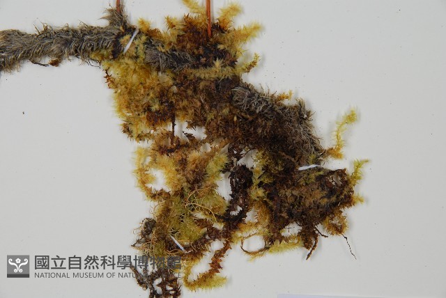 海州骨碎補藏品圖，第4張