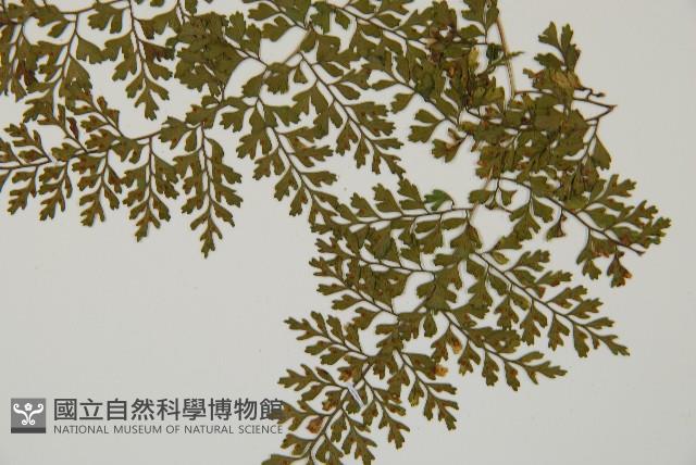 彎柄假複葉耳蕨藏品圖，第4張