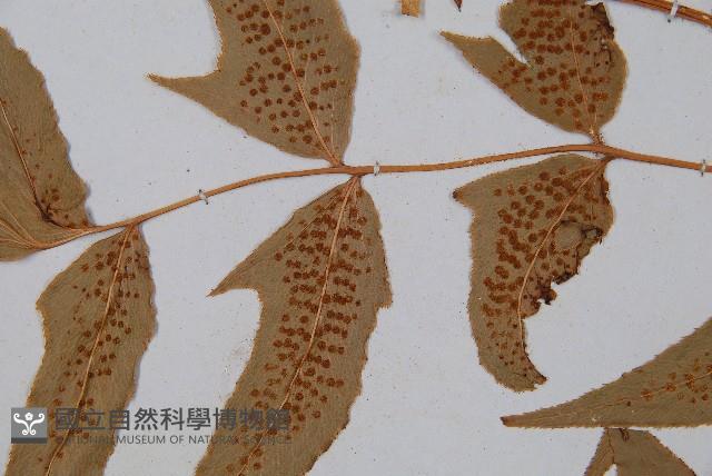 細齒貫眾蕨藏品圖，第4張