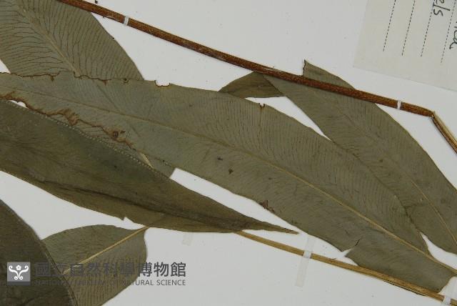 日本鳳丫蕨藏品圖，第4張