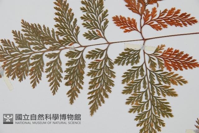 海州骨碎補藏品圖，第4張