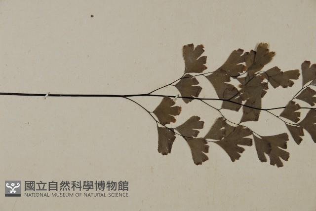 鐵線蕨藏品圖，第4張