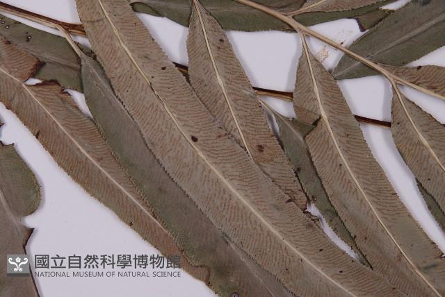 日本鳳丫蕨藏品圖，第4張