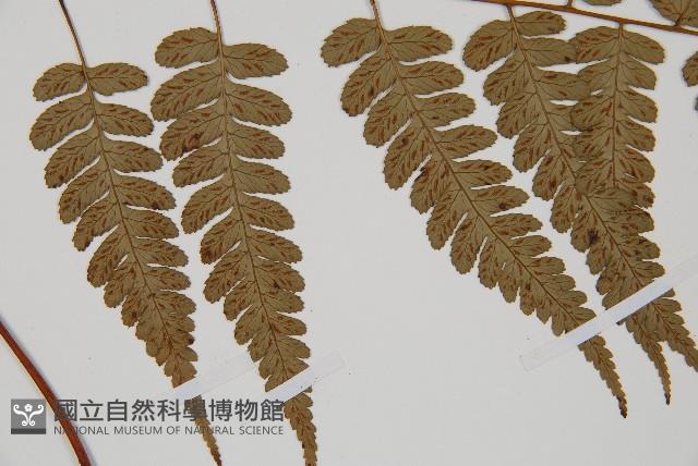 廣葉深山雙蓋蕨藏品圖，第4張