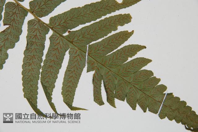 廣葉鋸齒雙蓋蕨藏品圖，第3張