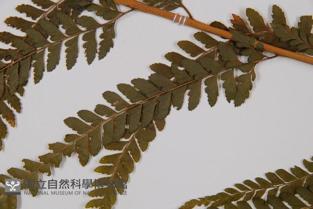 粗毛鱗蓋蕨藏品圖，第4張