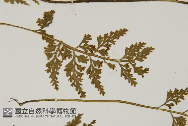 骨碎補鐵角蕨藏品圖，第4張