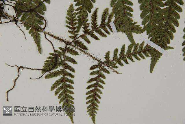 愛德氏肋毛蕨藏品圖，第4張