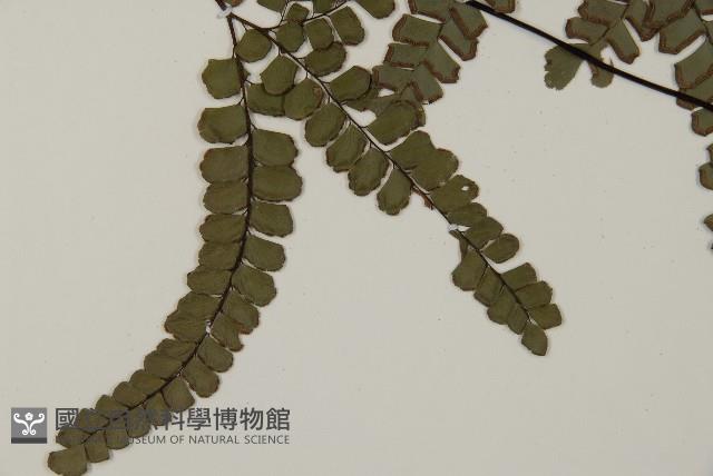 扇葉鐵線蕨藏品圖，第2張