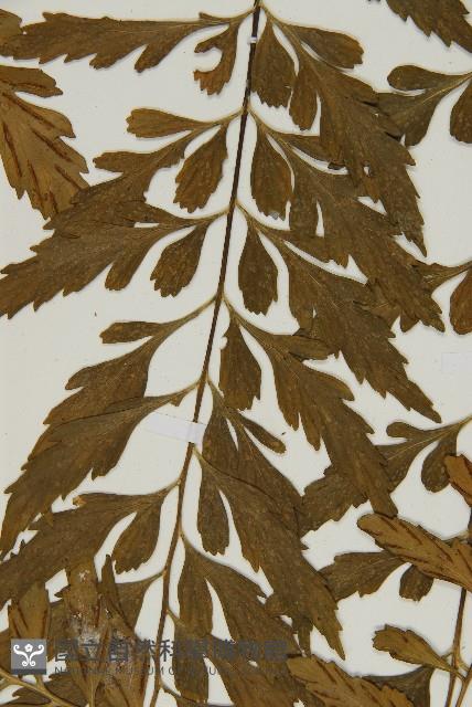 裂葉鐵角蕨藏品圖，第4張