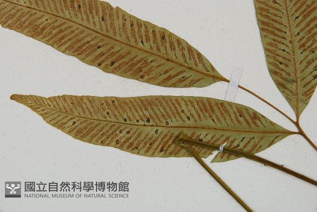 隱脈細柄雙蓋蕨藏品圖，第7張