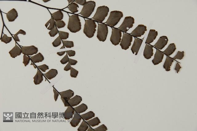 扇葉鐵線蕨藏品圖，第3張
