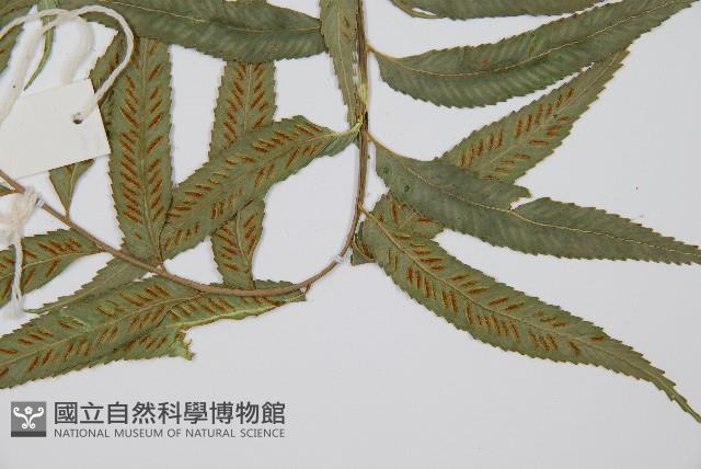 蘭嶼鐵角蕨藏品圖，第4張