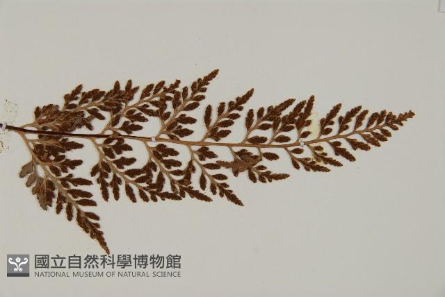 深山鐵角蕨藏品圖，第4張
