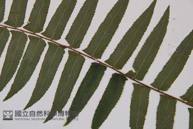 虎克氏鱗蓋蕨藏品圖，第4張