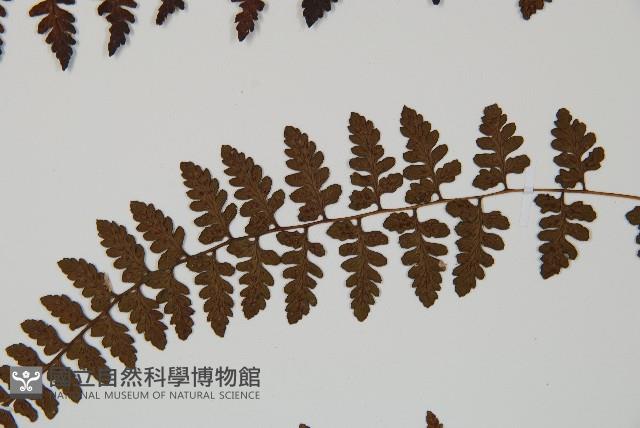 宿蹄蓋蕨藏品圖，第4張