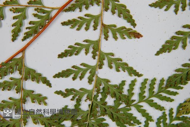 碗蕨藏品圖，第7張