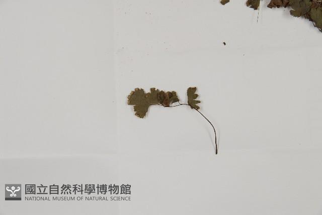 鐵線蕨藏品圖，第4張