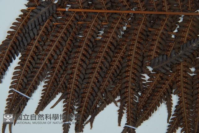 登錄號:P009056藏品圖，第4張