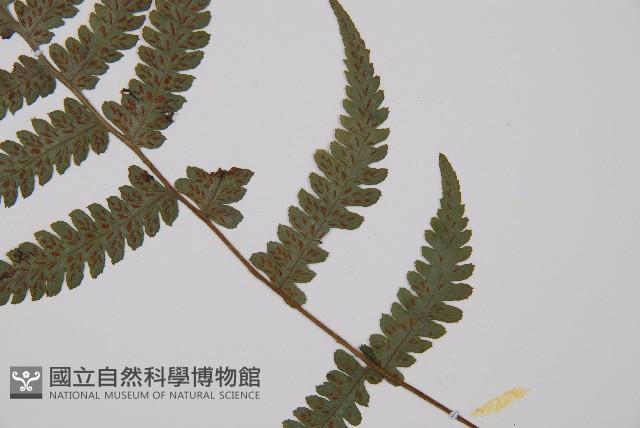 毛軸假蹄蓋蕨藏品圖，第4張