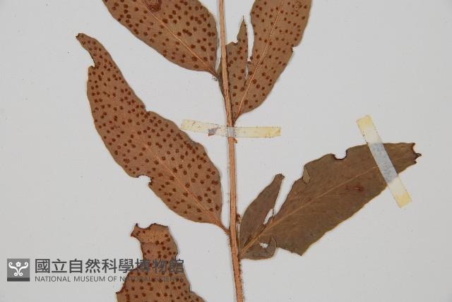 披針貫眾蕨藏品圖，第4張