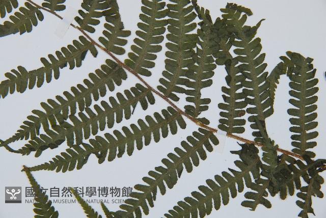 亞蹄蓋蕨藏品圖，第4張