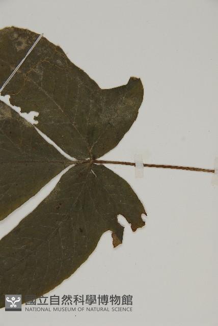 三叉蕨藏品圖，第4張