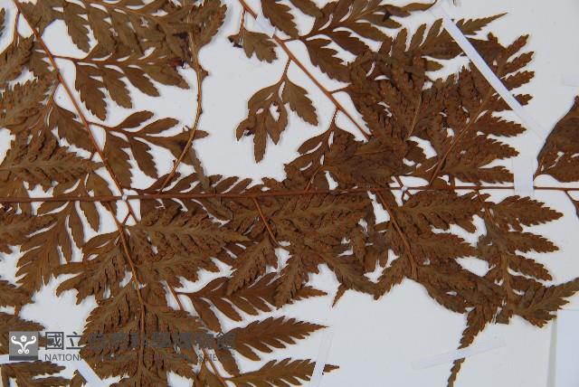 大葉骨碎補、台灣骨碎補、骨碎補藏品圖，第4張