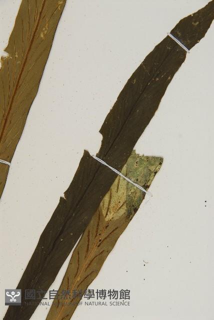 劍葉鐵角蕨、箭葉鐵角蕨藏品圖，第4張