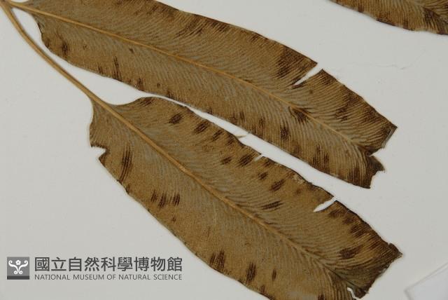 日本鳳丫蕨藏品圖，第4張