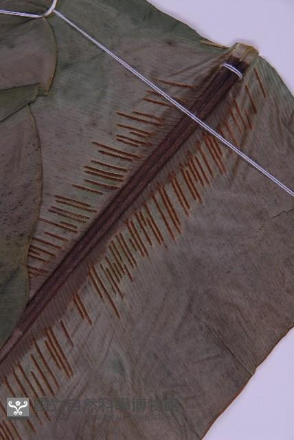 南洋山蘇花藏品圖，第3張