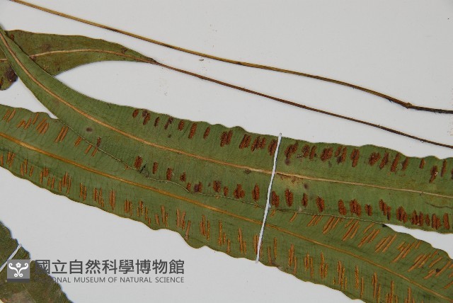 單葉雙蓋蕨藏品圖，第4張