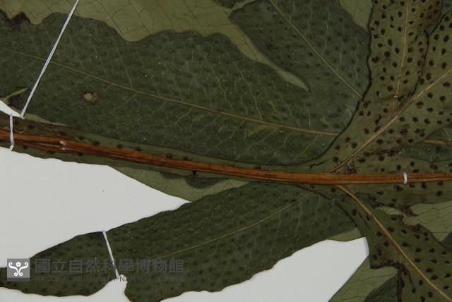 翅柄三叉蕨藏品圖，第4張