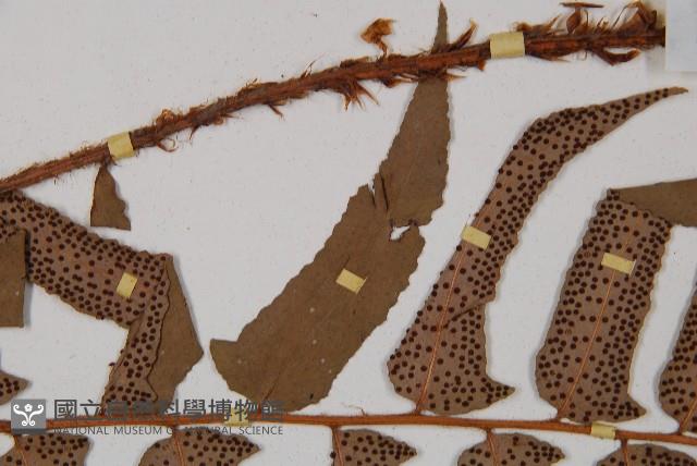 貫眾蕨藏品圖，第4張