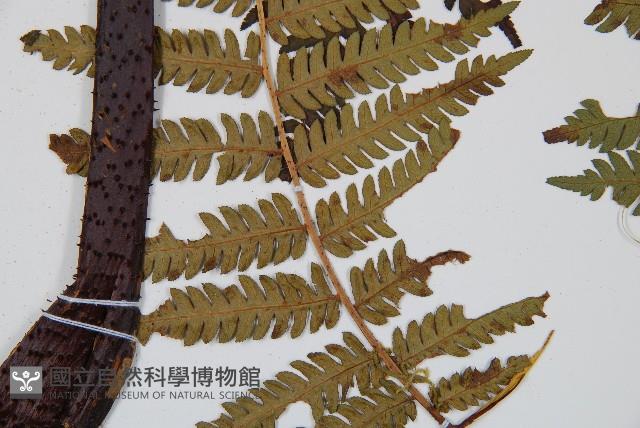 台灣桫欏藏品圖，第3張