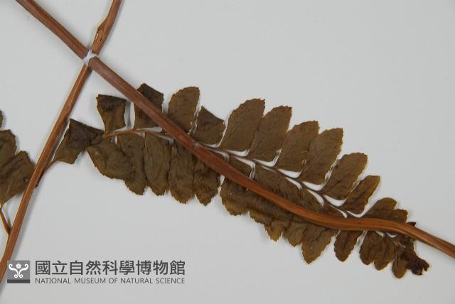 羽葉鱗蓋蕨藏品圖，第4張