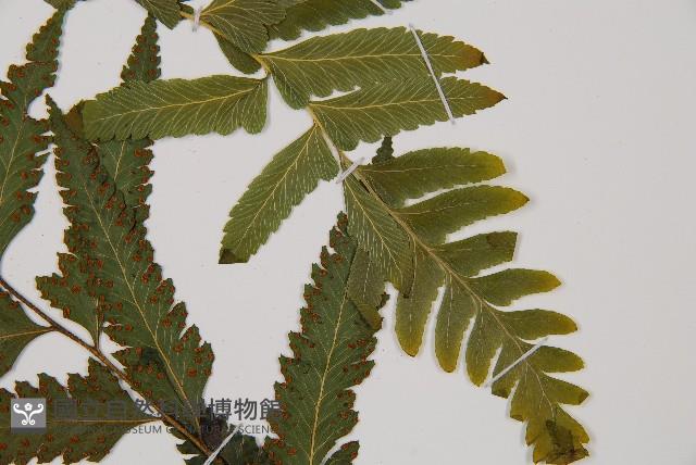 邊緣鱗蓋蕨藏品圖，第6張