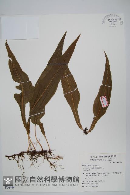 大線蕨藏品圖，第3張