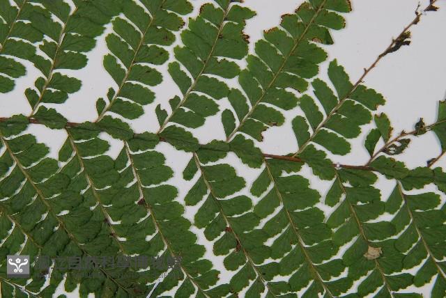 粗毛鱗蓋蕨藏品圖，第4張