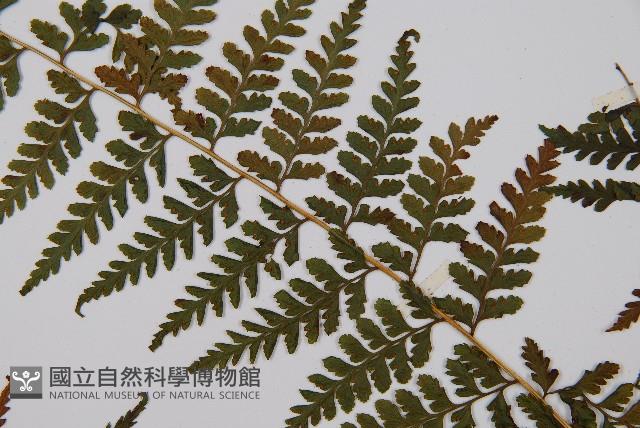 熱帶鱗蓋蕨藏品圖，第4張
