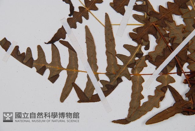 栗蕨藏品圖，第4張